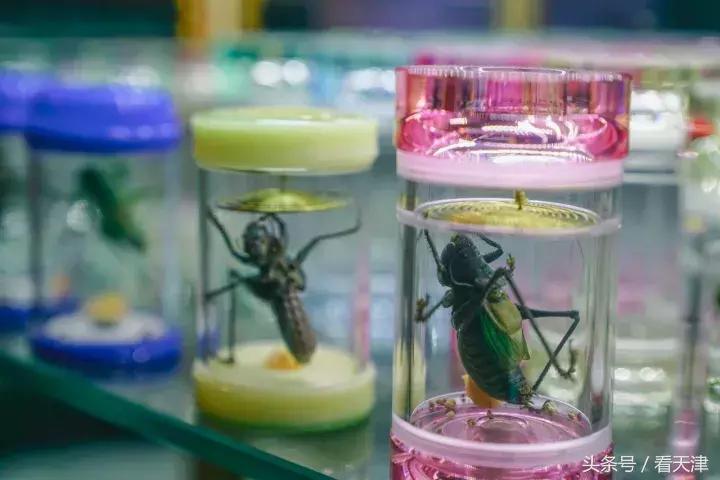 天津宝鸡道花鸟鱼虫市场地铁,宝鸡道花鸟鱼虫市场天津