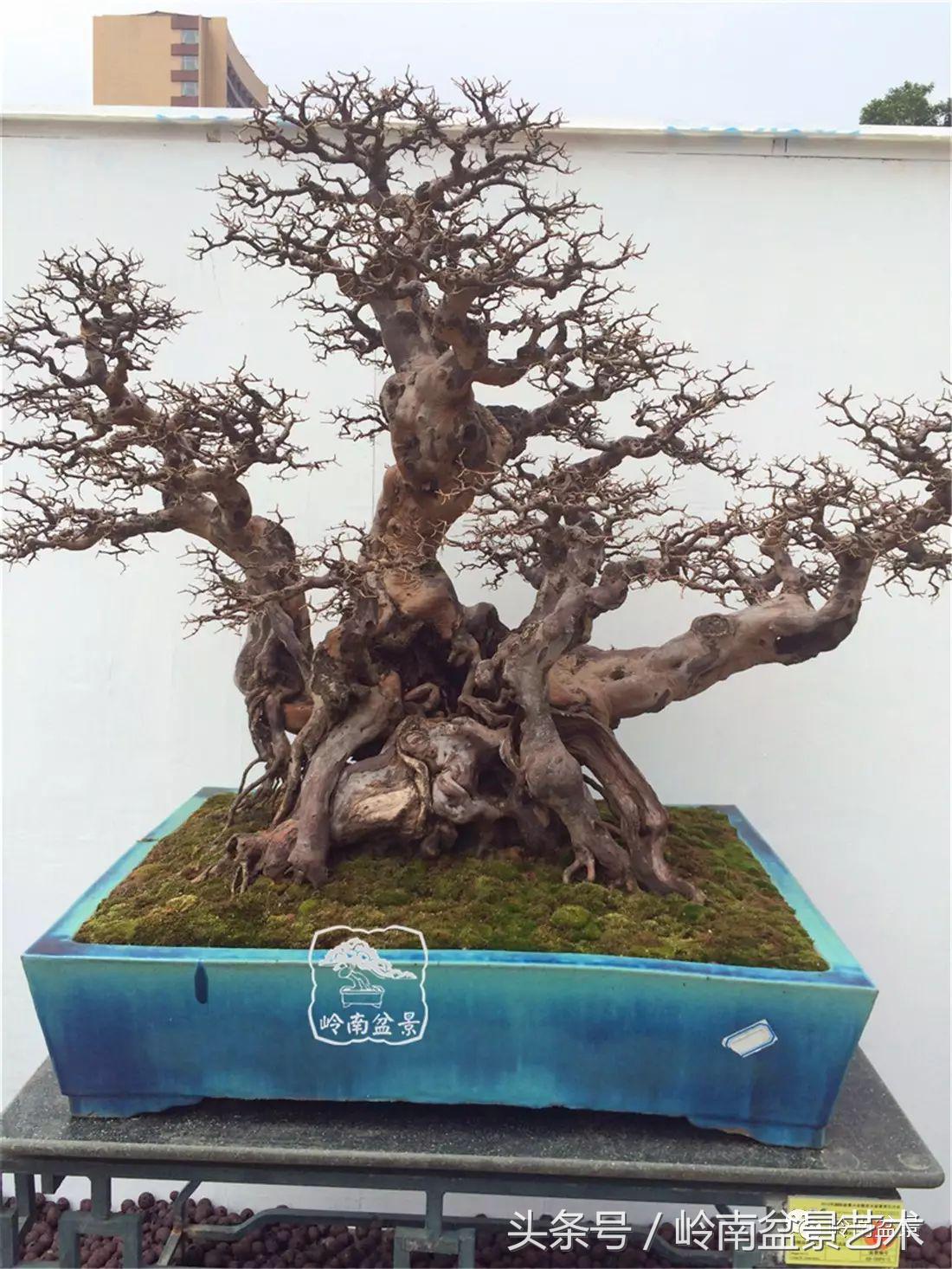 精品盆景雀梅杜鹃罗汉松,最美的100盆雀梅盆景建议收藏