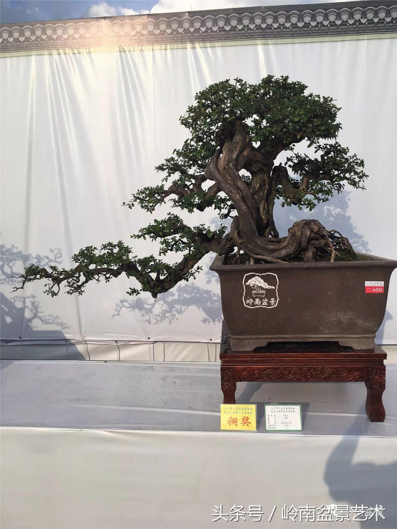 雀梅盆景100幅欣赏,珍藏雀梅盆景图片