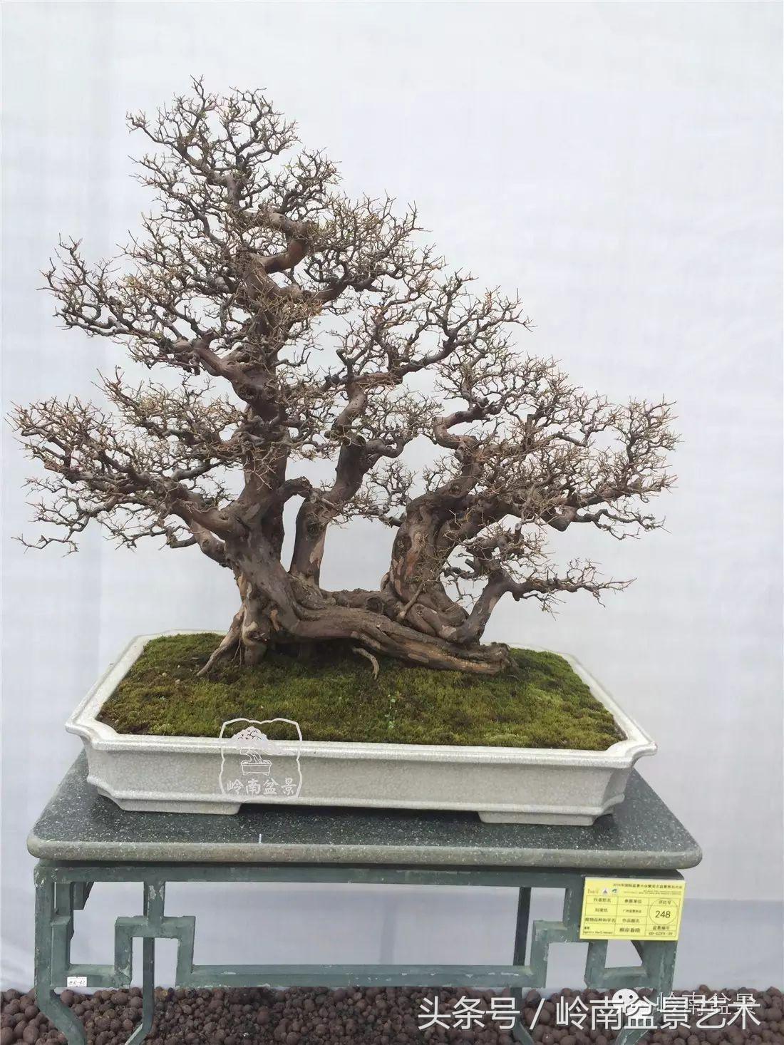 精品盆景雀梅杜鹃罗汉松,最美的100盆雀梅盆景建议收藏