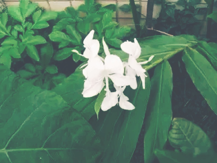 全球十大最美的国花,所有国家的国花大全