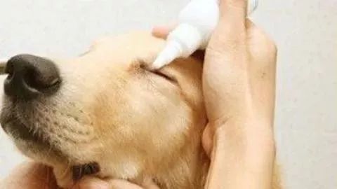 狗狗病症大全视频讲解,狗狗免疫系统疾病症状