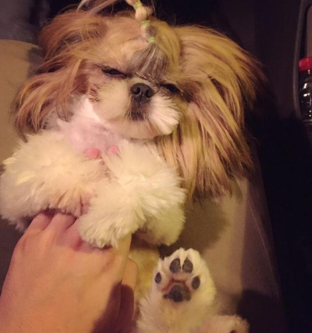 出差把狗狗交给婆婆养,出差把狗狗托付给朋友