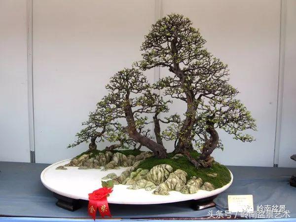 精品盆景雀梅杜鹃罗汉松,最美的100盆雀梅盆景建议收藏