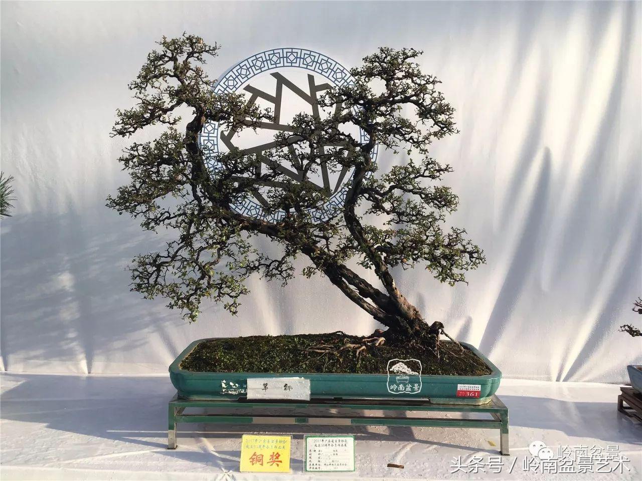 精品盆景雀梅杜鹃罗汉松,最美的100盆雀梅盆景建议收藏