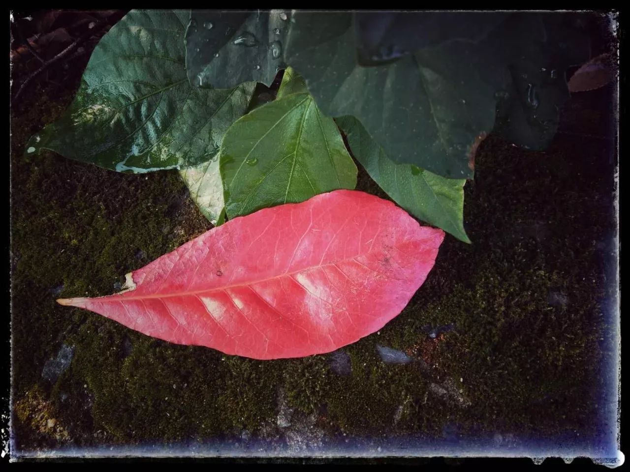 手机摄影作品也可以美不胜收,秋天手机摄影作品欣赏