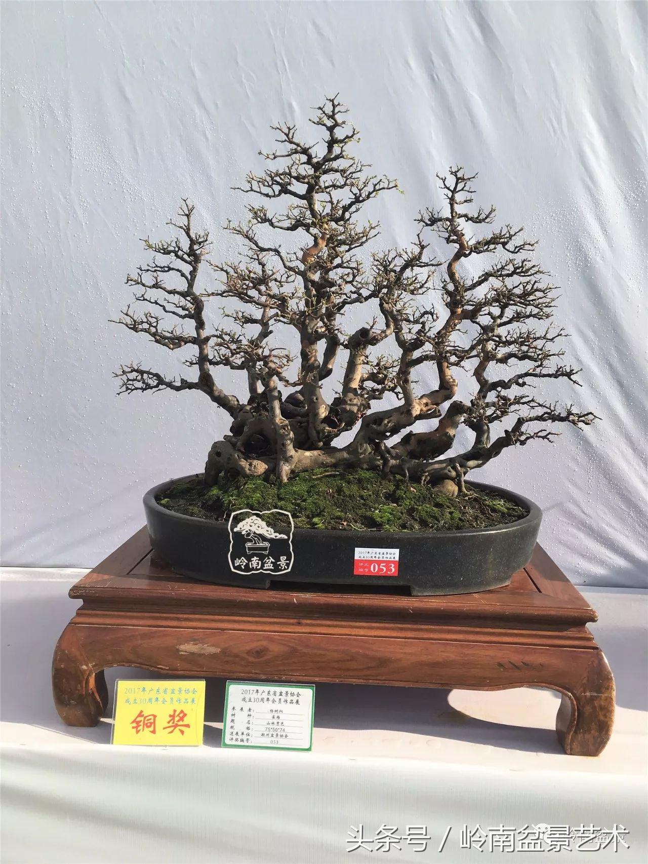 精品盆景雀梅杜鹃罗汉松,最美的100盆雀梅盆景建议收藏