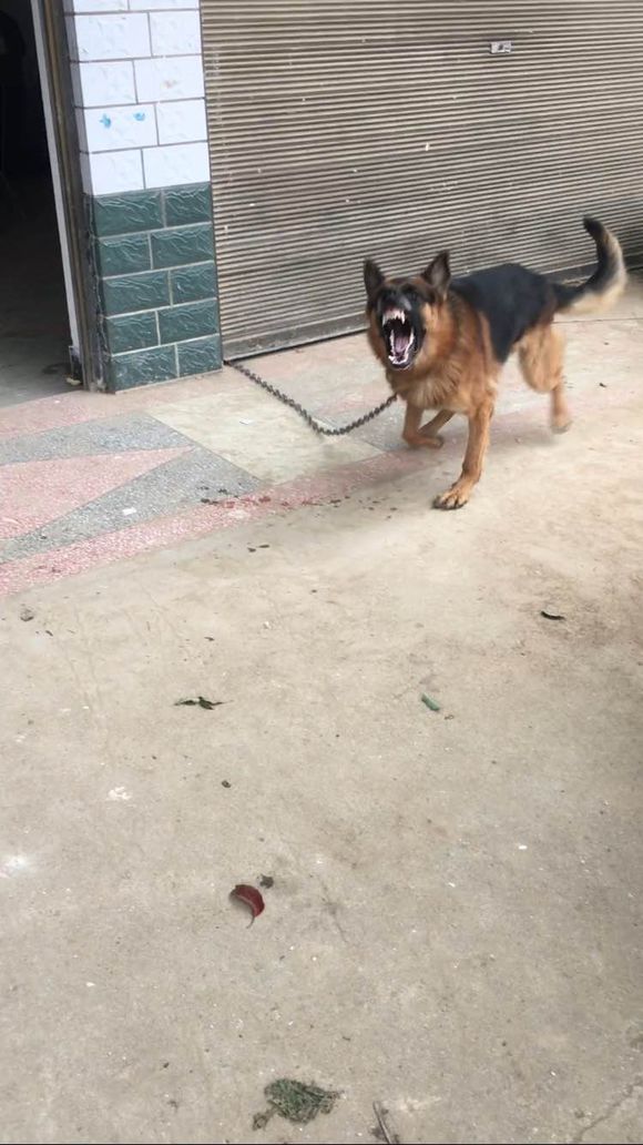 狗狗不认主人还咬主人怎么办,如果狗狗不认主怎么办