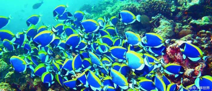 马尔代夫选岛一价全包,马尔代夫维拉私人岛一价全包