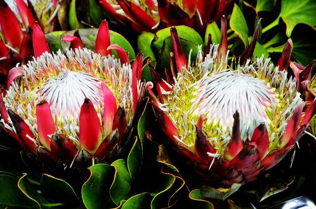 开花形状奇特的植物,一朵花开好久的植物