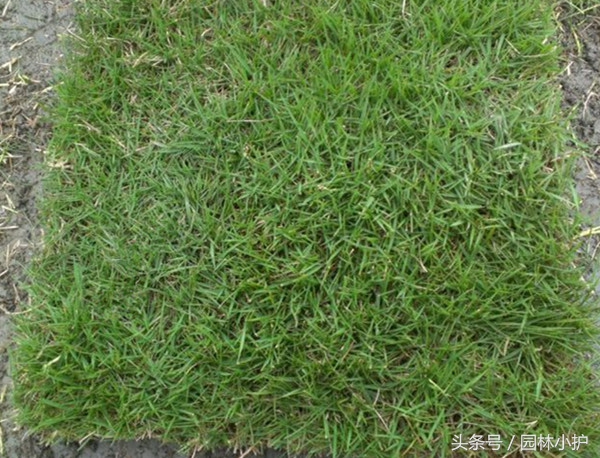 果岭草草坪怎样养护,果岭草修剪及养护方法