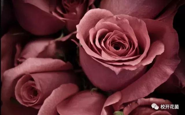 姨妈、吃土统统靠边,今年冬天是干枯玫瑰色的天下!