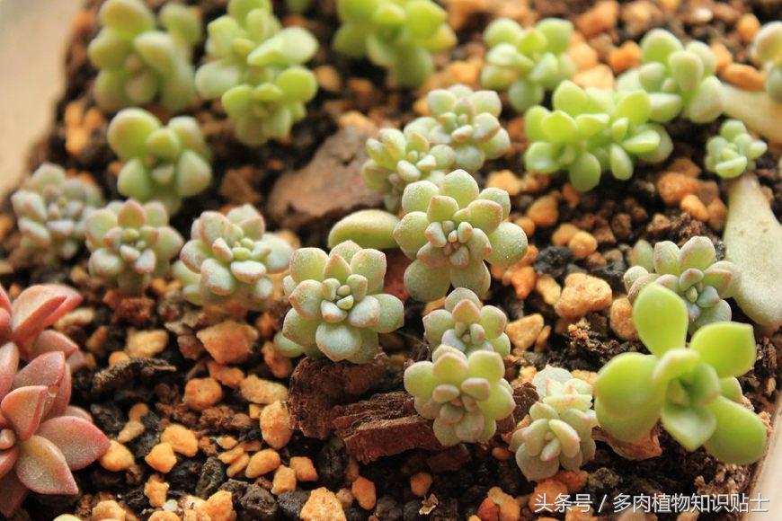 多肉喷药后多久能用清水洗干净,多肉喷药后灼伤叶片该怎么补救