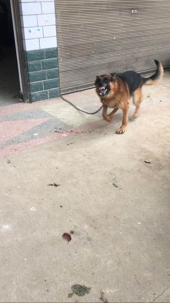 如果狗狗不认主怎么办,如果狗狗不认识你了怎么办