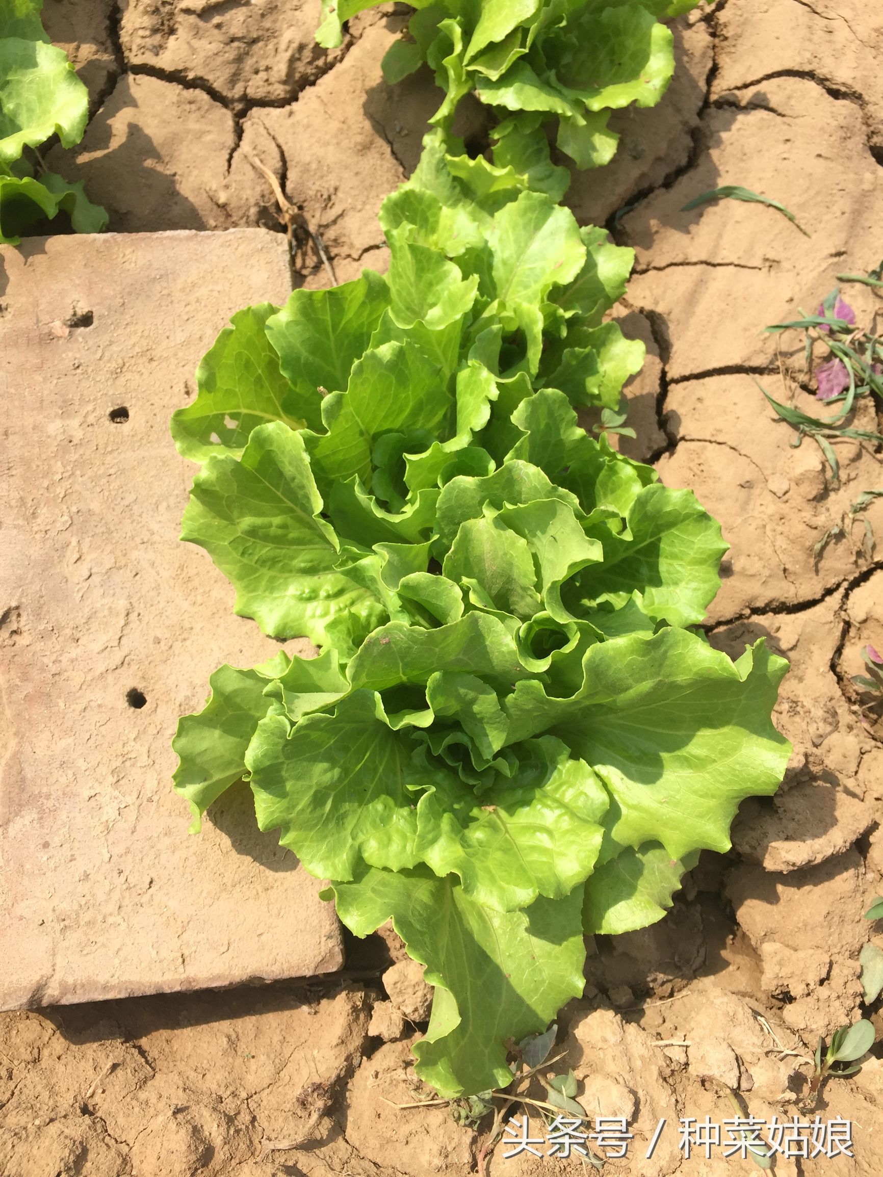 阳台生菜种植方法全过程,冬天阳台种植生菜的正确方法