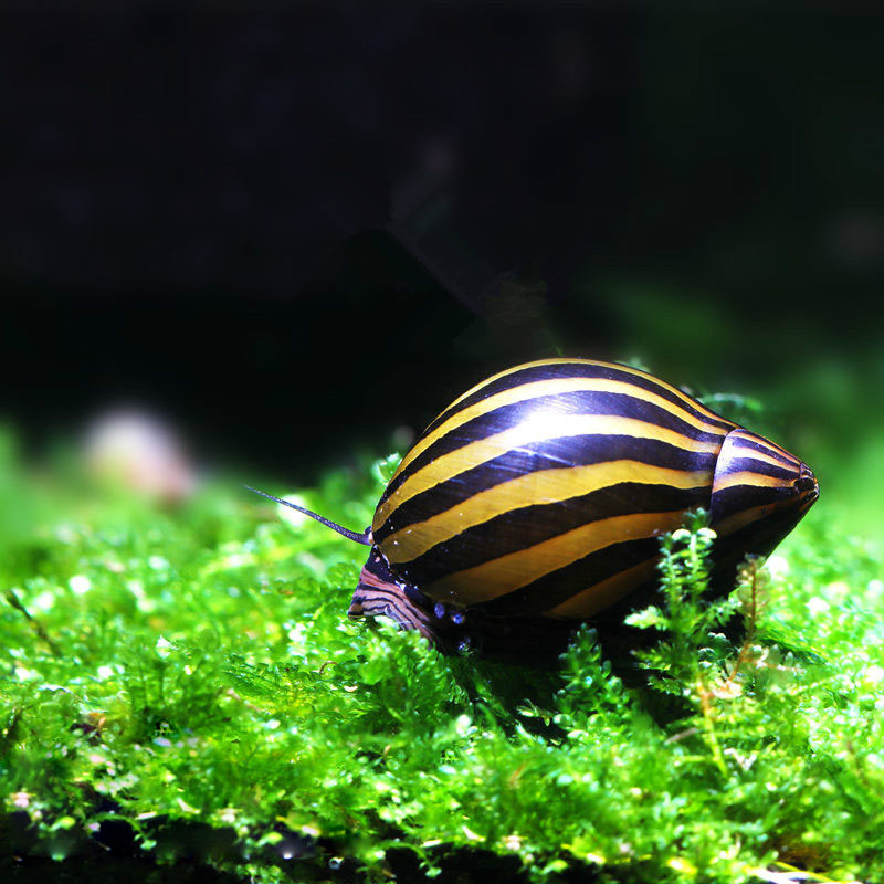 草缸螺类品种大全,草缸螺类