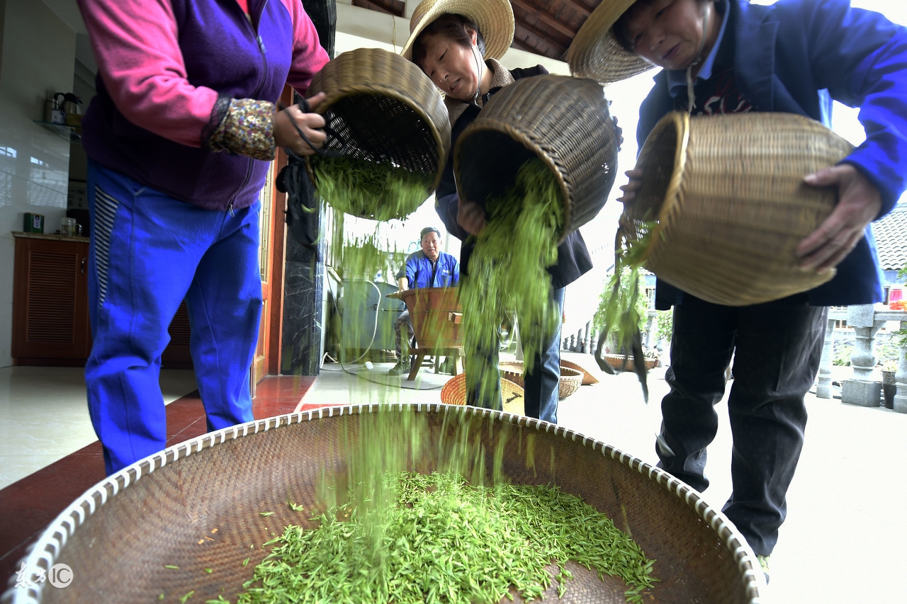 中国十大名茶西湖龙井明前茶,浙江名茶西湖龙井属于哪个茶