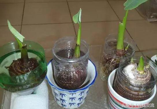 红薯与芋头能一起种吗,红薯忘了吃发芽怎么做盆栽