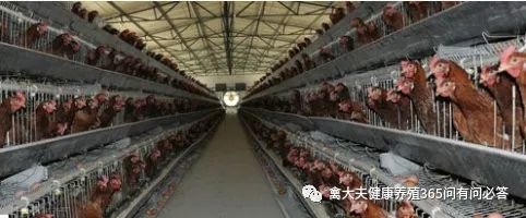 高产蛋鹅都吃什么,高产蛋鸭