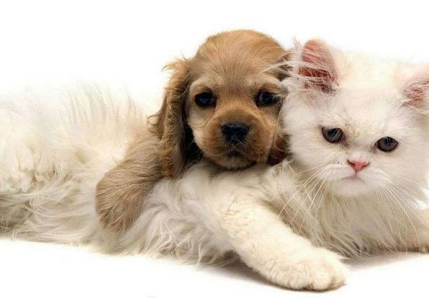 活体宠物一经售出,活体一经售出概不退换合法吗