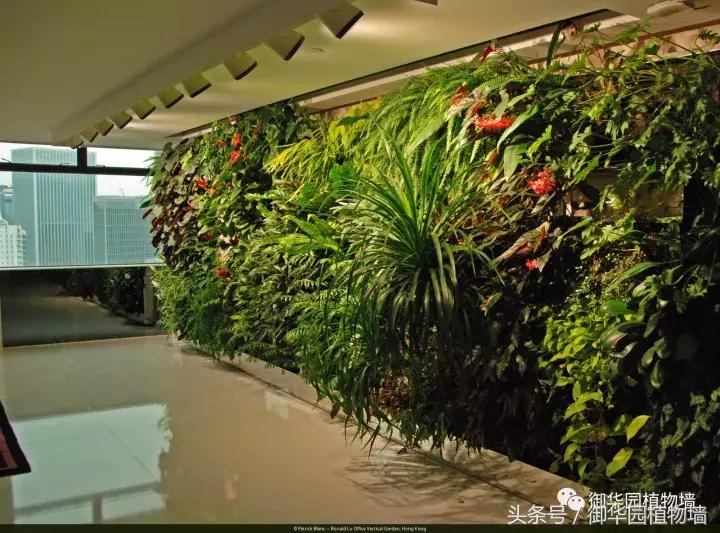 植物大战僵尸之父是中国人,植物墙创始人