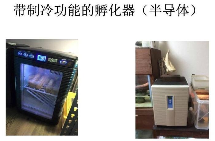 常见蛋龟的鉴别与繁育技巧,孵化器制作教程蛋龟