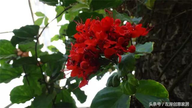 100种室内植物大全,户外小景观植物大全