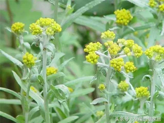 100种室内植物大全,户外小景观植物大全