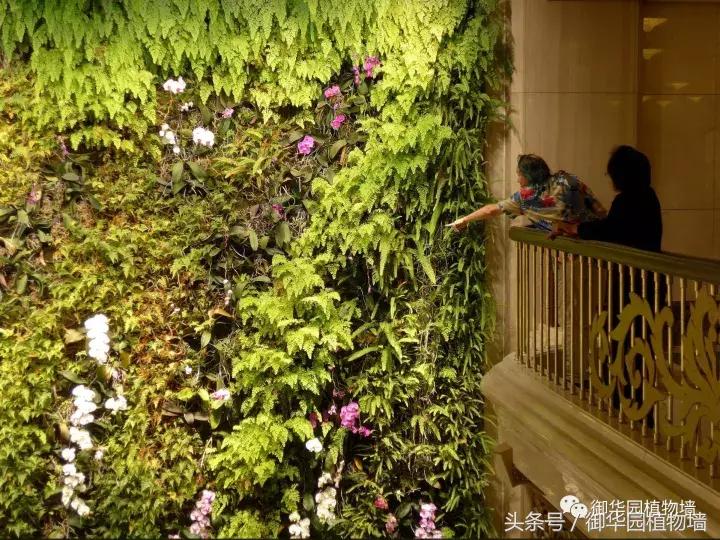 他曾说过：每一面植物墙都是一个花园……