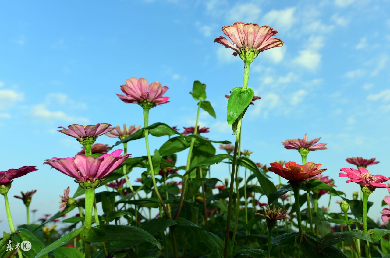 家里供奉的神像是怎么摆放的,家里神像怎么放