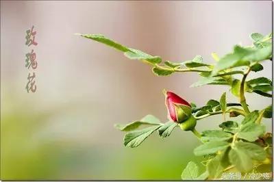 女人爱玫瑰花好吗,玫瑰花女人喜欢吗