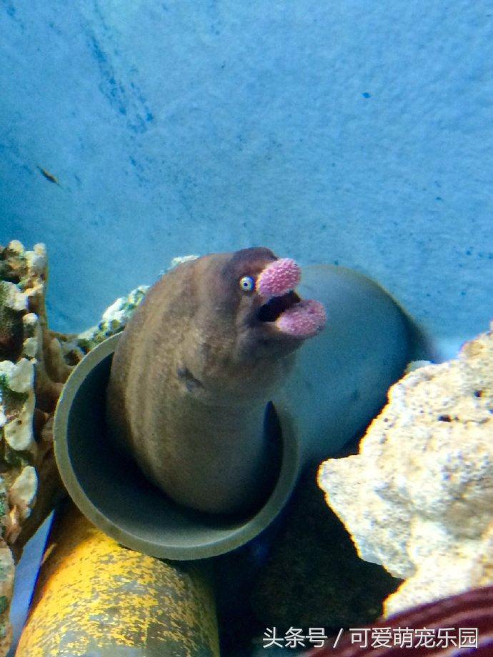 澶ц劯鐚殑鐑︽伡,澶ц劯鐚殑鐑︽伡瑙h