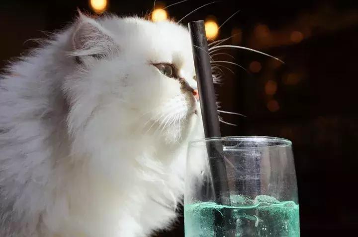 武汉汉街猫咖,武汉永旺猫咖