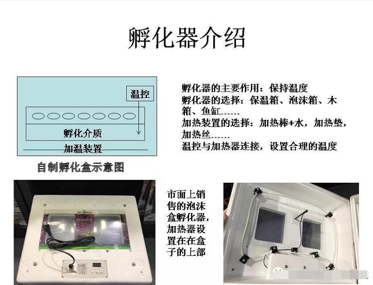 常见蛋龟的鉴别与繁育技巧,孵化器制作教程蛋龟