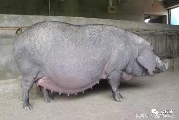 母猪超了预产期对仔猪有影响,母猪刚生完就死了仔猪怎么办