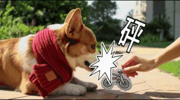 你是如何对待狗的,如果你打你家自己的狗会怎么样