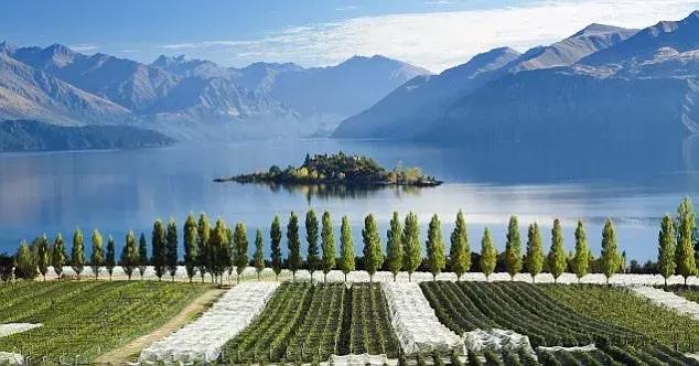 周杰伦喜欢的白葡萄酒,周杰伦喜欢喝什么酒