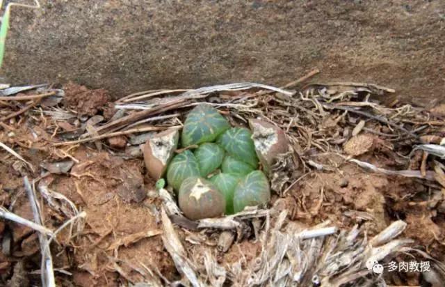 大连多肉在野外的生长环境,常见的一些多肉品种