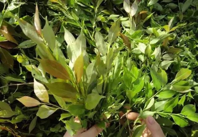 开春挖野菜教你轻松识别18种野菜,您知道春季最养肝护肝的野菜吗