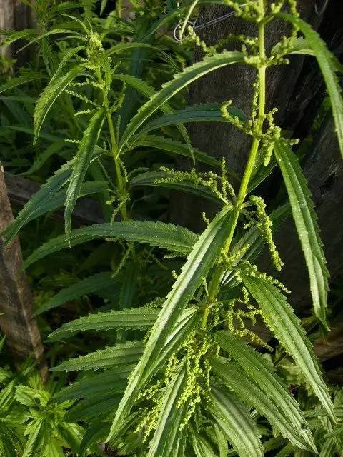 开春挖野菜教你轻松识别18种野菜,您知道春季最养肝护肝的野菜吗