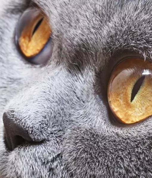 英国短毛猫常见的7种毛色,英国短毛猫在猫界是怎么样的