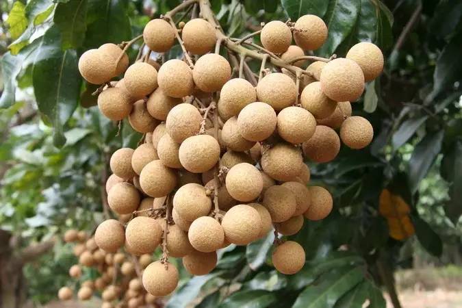 对话｜中山“北大门”东凤镇将要迎来新一轮的大升级！听杨安队说了什么？