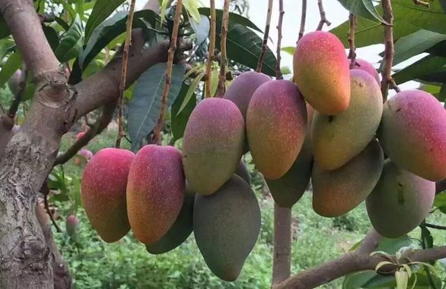 农村最赚钱种植的项目有哪些,广西农村种植什么赚钱不愁销路