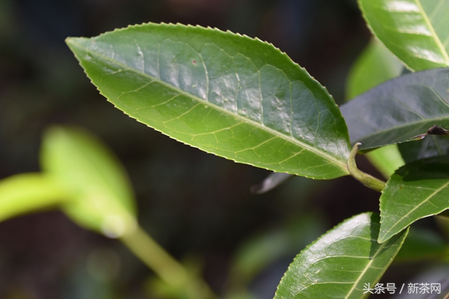 茶叶酸涩怎么回事,茶叶涩味重的原因是什么呢
