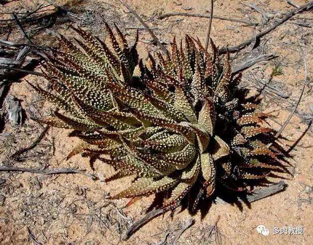 大连多肉在野外的生长环境,常见的一些多肉品种