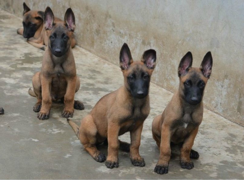 怎样训练有素的马犬幼犬，霸气爆红马犬哪里有