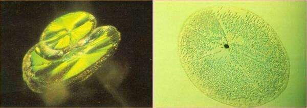 鉴别石榴石手串的技巧,鉴别石榴石真假的最简单方法