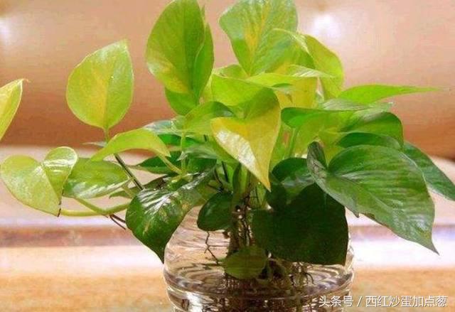 绿萝怎么养才能更旺盛可以浇啤酒,绿萝爆盆要放什么药片