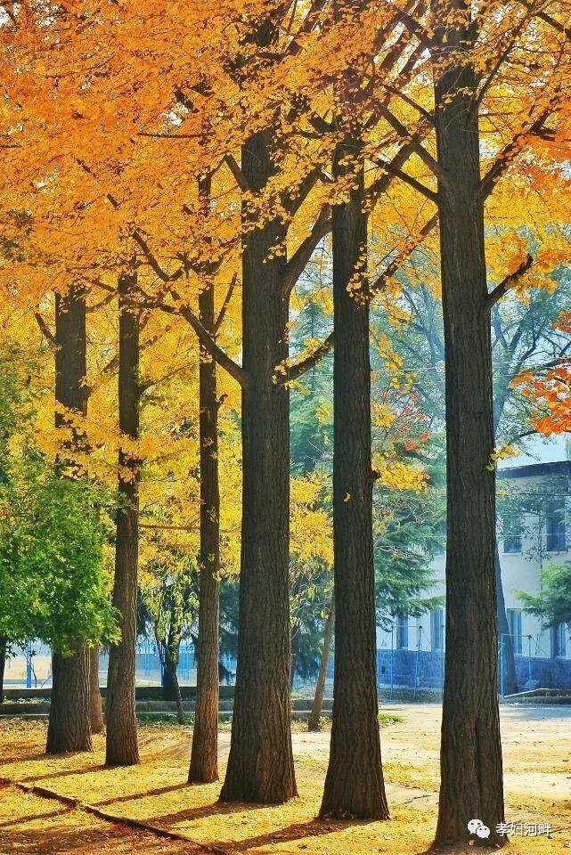 博山区银杏树,博山源泉淄博二中