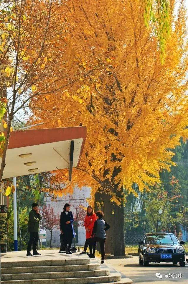 博山区银杏树,博山源泉淄博二中